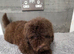 Poodle puppies