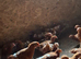 Bovan brown hens