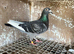 Racing pigeons for sale