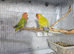Lovebirds