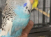 Exhibition budgies baby’s