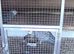Breeding pair african greys