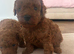 Toy poodle 1 boy 1 girl available only