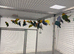 Stunning Various Baby Lovebirds