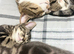 Beautiful Bengal x kittens