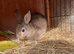 Chocolate Netherland dwarf