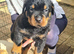 LARGE PURE BRED CHUNKY ROTTWEILER PUPPIES FOR SALE