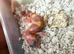 Leopard gecko babies