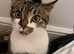 2 years old short haired tabby for sale.