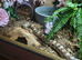 URGENT home for an anery morph corn snake with her viv