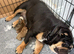The Best New England Bulldogs…only 1 female left!!! Reduced!!