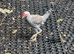 Pair of modern game bantams