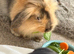 Free rabbit looking for a good home