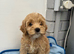 Cockapoo puppies ready now!'