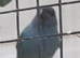 Forbe parrot finches