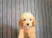 F1 cockapoo puppies