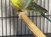 Black wing budgie