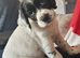 Kc cocker spaniel puppies
