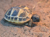 2026 herman hatchling (eastern)