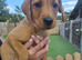 3 lovely lab pup