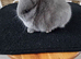 Pure Netherland Dwarf babies