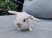 Mini lop babies ready now