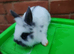 Lionhead babies