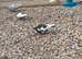 Rolling pigeons