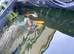 Koi carp and gold fish for sale