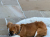 Beau and olive