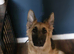 female German shepherd (read description)