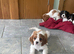 K C Reg Cavalier King Charles