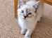 Beautiful blue eyed girl