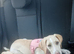 Female 6 month old