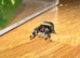 i8 female bahamas jumping spider ( only two left )
