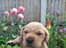Labrador puppies
