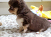 Stunning Russian/Thai long coat puppies