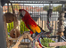 Macau parrot for sale