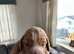 Gorgeous Cockerpoo puppies