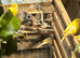Stunning Zebra Finches