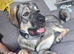 10 Months Old Macedonian Shepherd Mixed Puppy