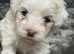Maltese puppies
