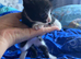 X2 male kittens ready to go now