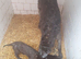 English Deerhound 26 Generation