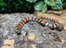 Tricolour Hognose Snake at Birmingham Reptiles