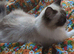 Snowshoe x British Longhair Kittens