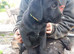 Male black labrador pups