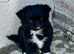 Kc long coat chihuahua