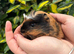 Coronet baby guinea pigs