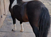 7yo registered shetland stallion